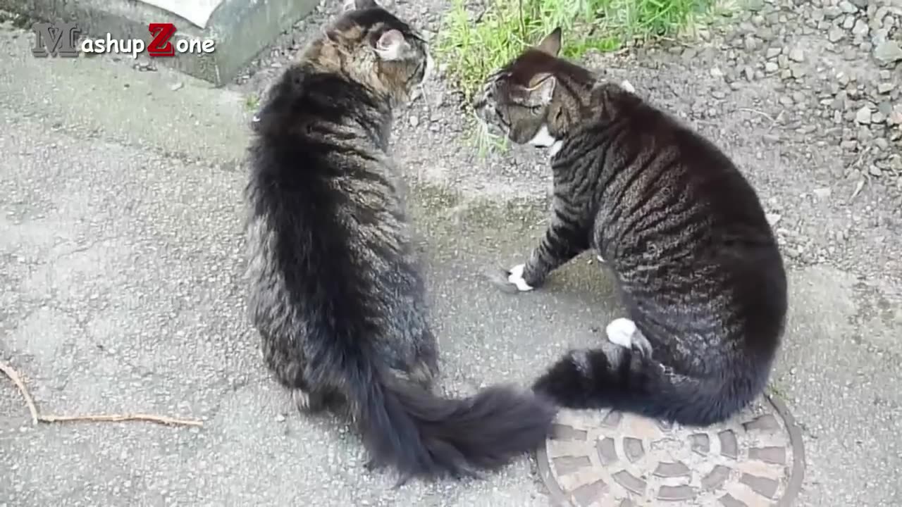 Husband wife funny video cat