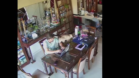 Startled Cat Shatters Glass