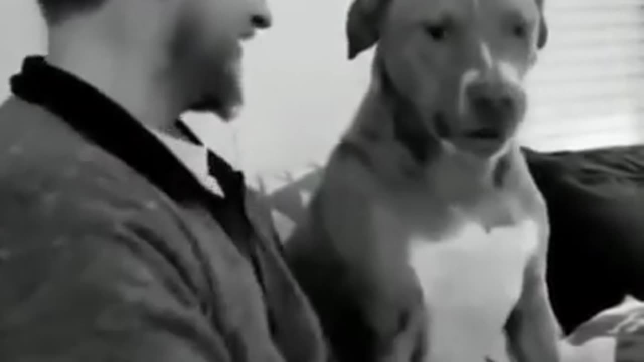 Ultimate Baby Dogs - Cute And Funny Dog Videos Compilation #shorts