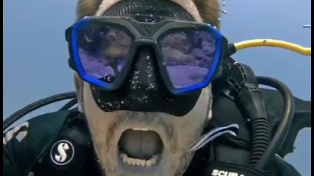 Small Fish Cleans Scuba Diver's Ears