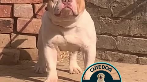 Bully Dog 🐕 Video #thedogyard #dog #dogyard #bullydog