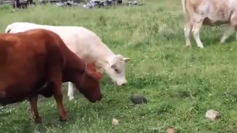Funny everyday