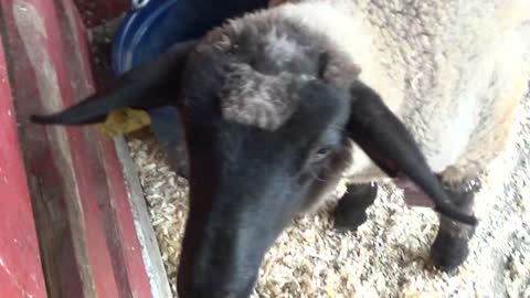 Westmont High School - 2016 Farm Fun Fest #1