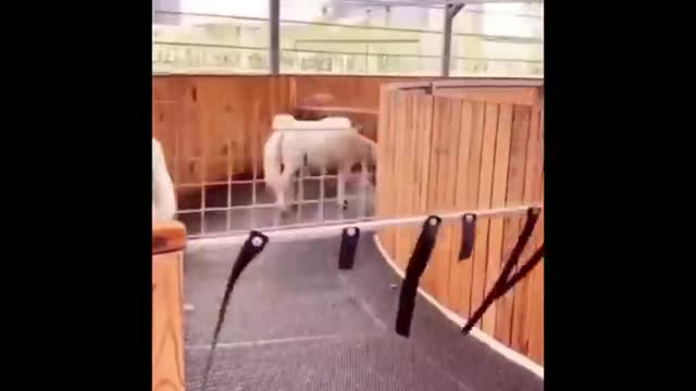 Made your day with these funny and cute Horses | Funny horse videos compilation