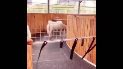 Made your day with these funny and cute Horses | Funny horse videos compilation