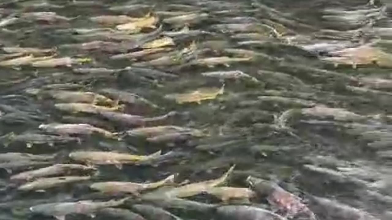 This is the scene of the migration of thousands of fish