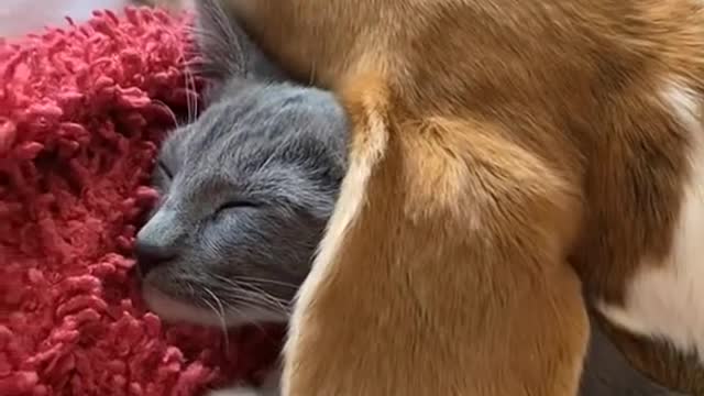 So Freaking Cute - Cat & Dog