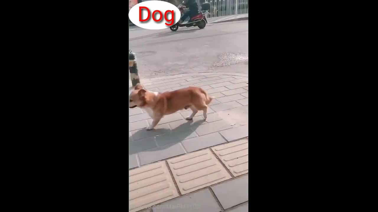 Dog Walking on the road at morning time