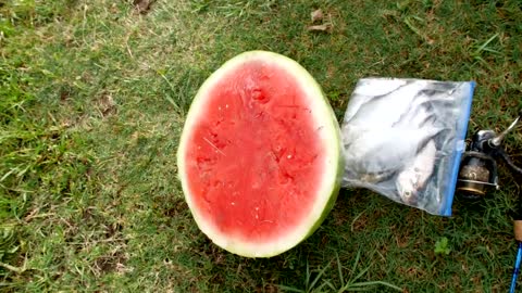 Turtles Love Watermelon!