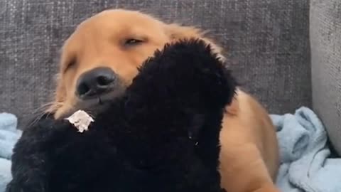 Puppy choosing between sleep and dinner