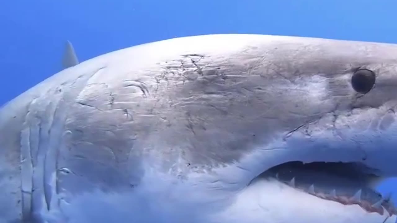 Can someone explain how a great white gets all those battle scars? What is it battling with?