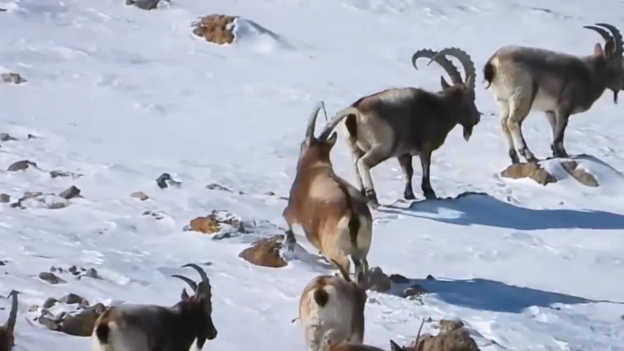 ¡¡¡ Estas CABRAS de montaña Desafían a la MUERTE !!!9