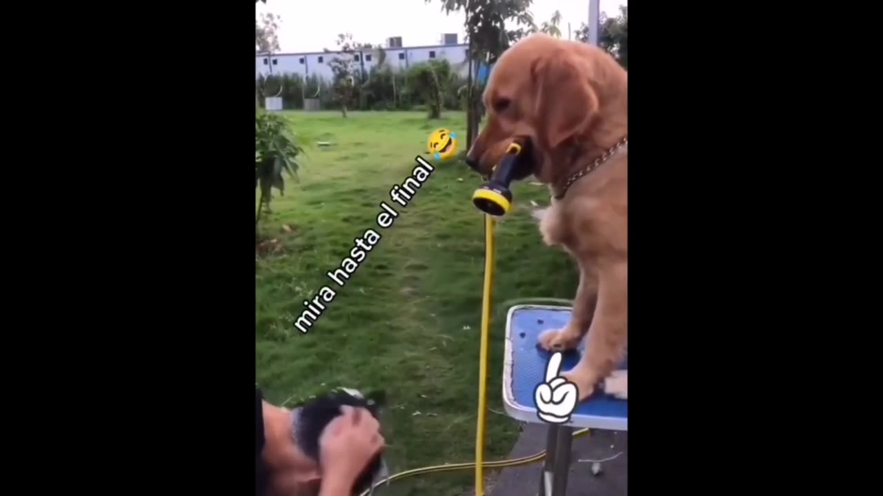 Dog funny video😂😂