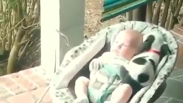Cute pet video1