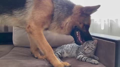 Funny German Shepherd Reaction to a lazy Cat