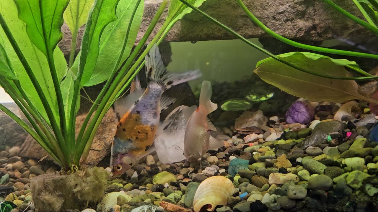 Shabunkin and goldfish