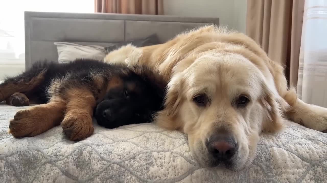 How a Golden Retriever and a German Shepherd Puppy Play