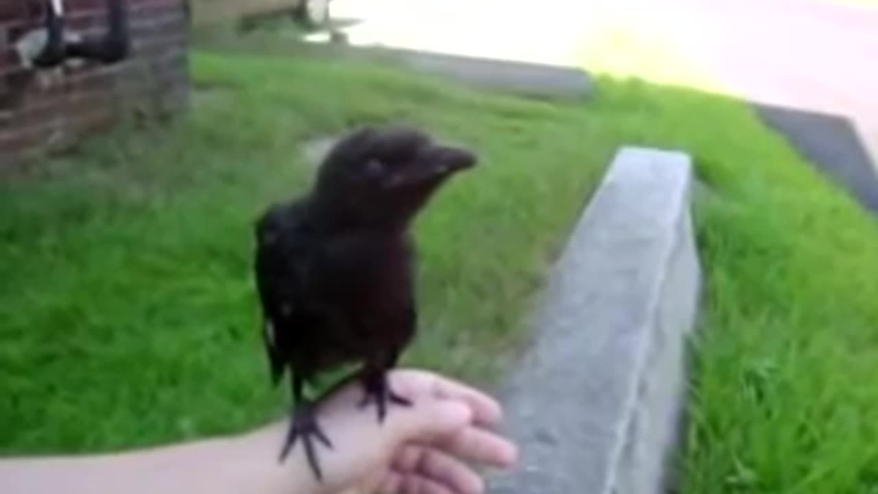 Crow wont go