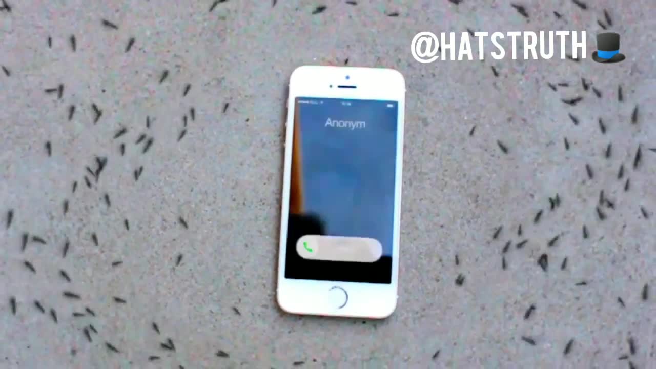 Interesting how the ants react to the phone ringing