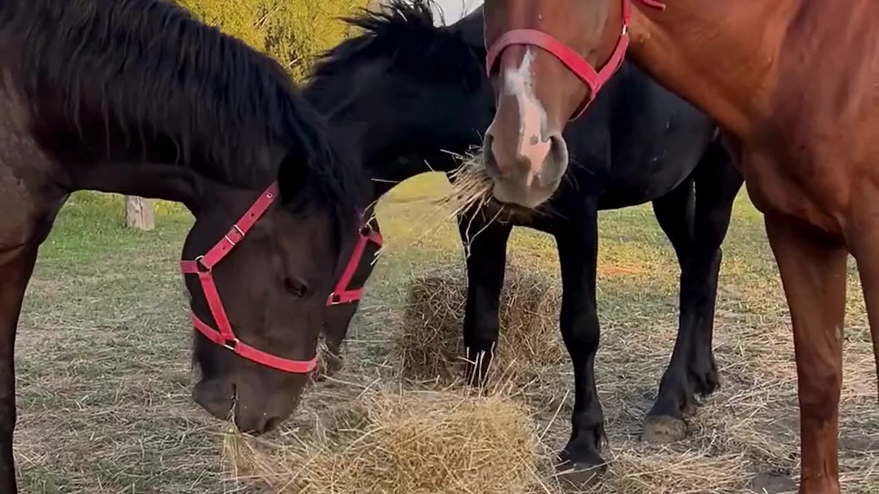 Horses Enjoying Their Meal | Relaxing Farm Moment #short #shorts