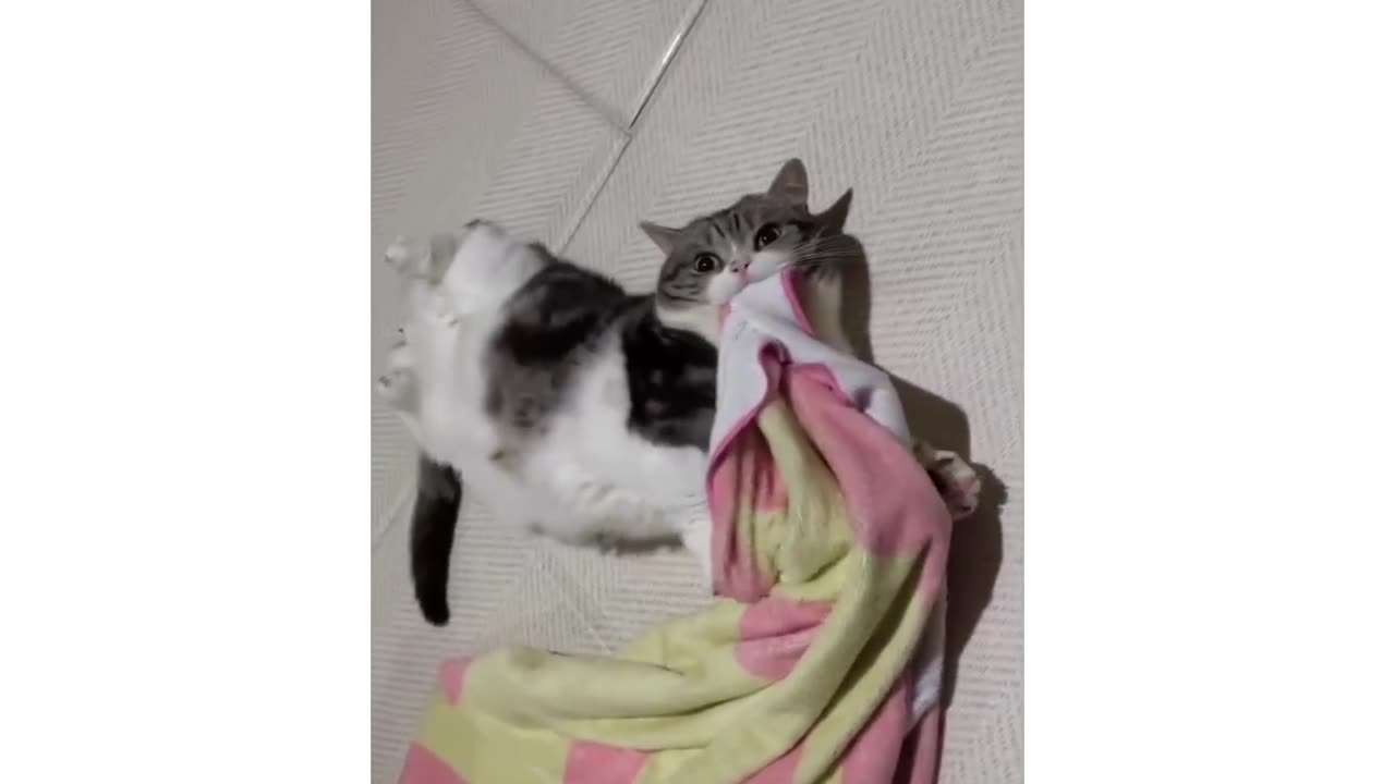 LOL!Cat found a new Rival