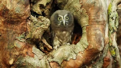 Boreal Owl (Aegolius funereus)🐦🦜🕊️🦉🎵🐿️🐤❤️🐤