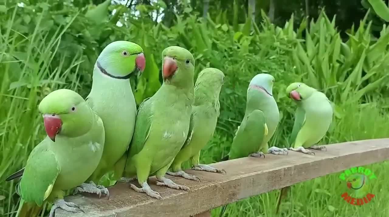 Parrot Nature Videop2