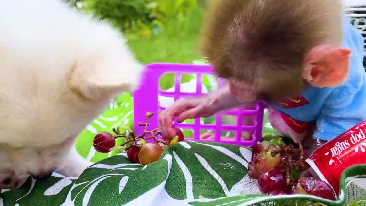 Baby monkey and puppy go to a picnic to eat lunch