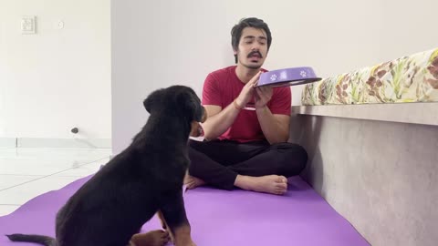 HOW TO TRAIN YOUR PUPPY FOR FOOD DISCIPLINE | 3 MONTHS OLD ROTTWEILER PUPPY TRAINING | DOG TRAINING