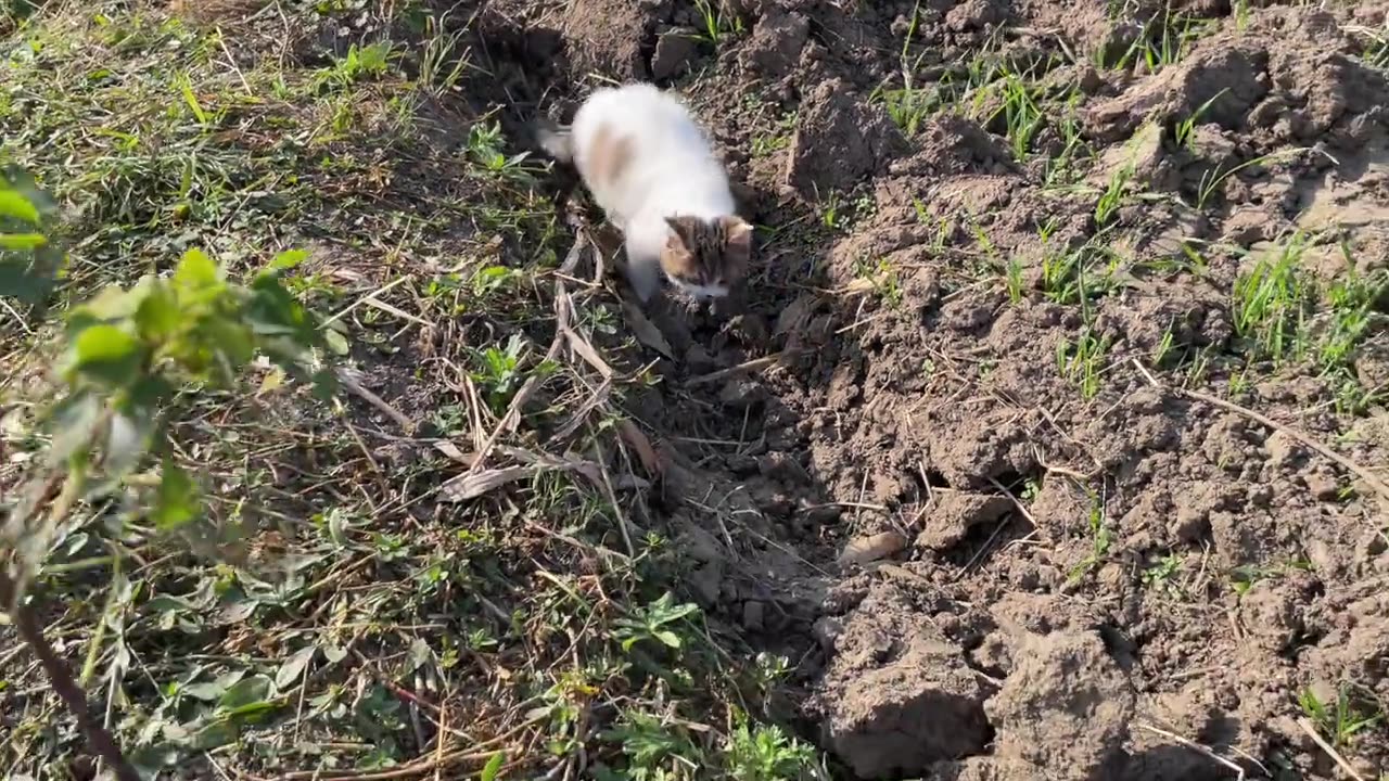 Encountering a cute cat, bringing it home with warmth