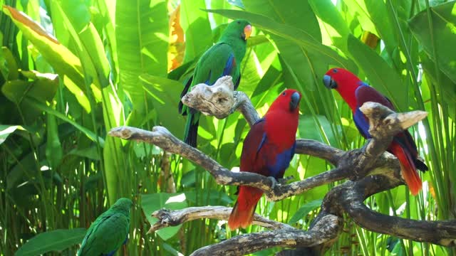 4K Videos | Amazing Parrot Video | Nature |Bird is beautiful creature on our planet