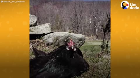 Rescue Rooster Sleeps In Bed And Wakes Up His Mom Every Morning | The Dodo