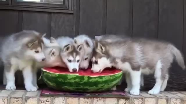 watermelon is very sweet, fried chicken and watermelon go well