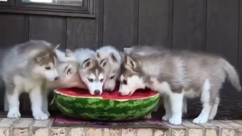 watermelon is very sweet, fried chicken and watermelon go well