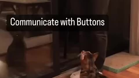 10 things taught my cat try this