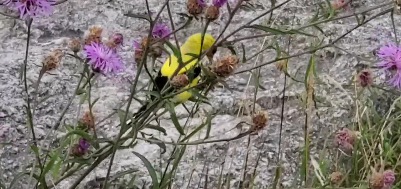 American goldfinch (Spinus tristis) Czyż złotawy 08.07.2021