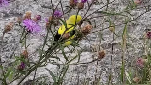 American goldfinch (Spinus tristis) Czyż złotawy 08.07.2021