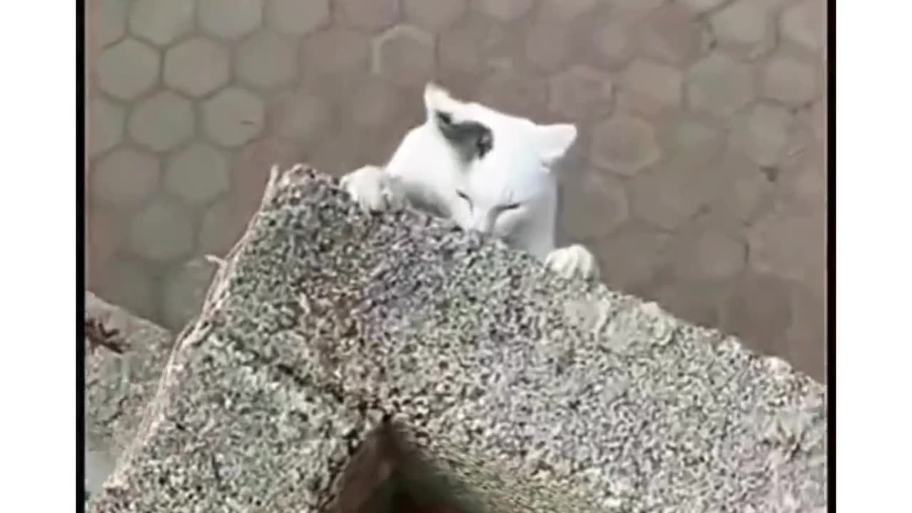 Furry friends always lend a paw when needed!