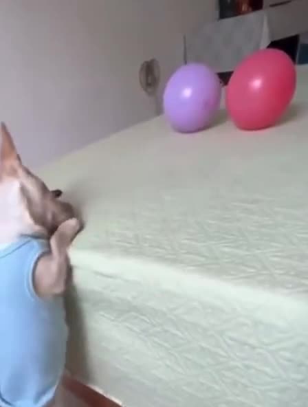 Sniper doggie in action 😱😱😱