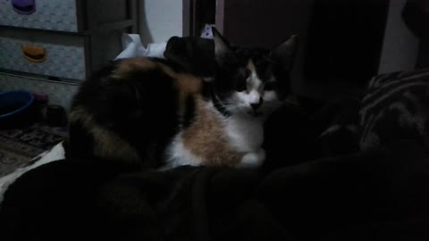 My cat is auspicious, and she is a rioter and a skilled huntress of flies, biting me