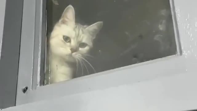 How to Call your Cat