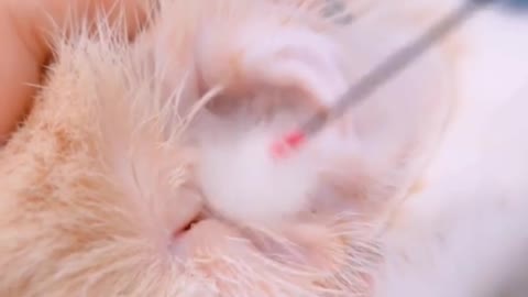 Immersive daily life, kittens clean their ears