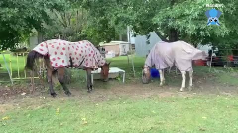 Cinders loves a massage; Meep is not impressed with Mandi