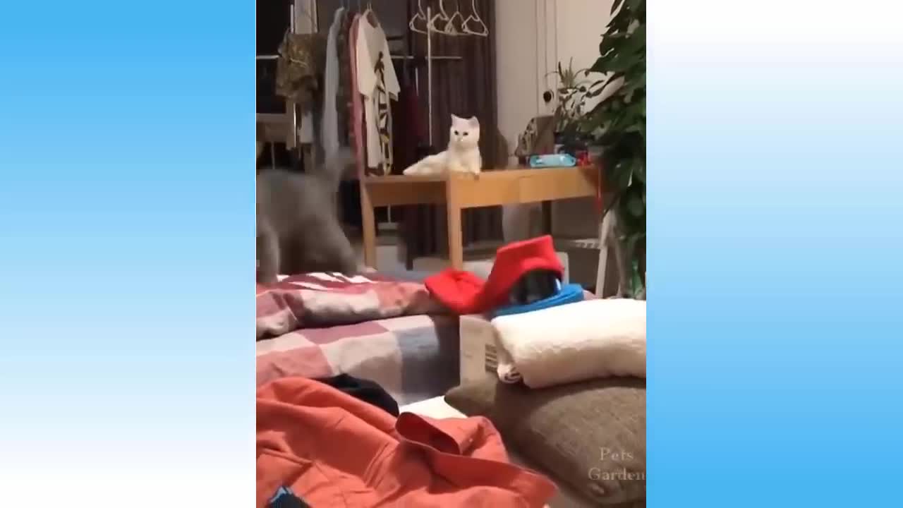 Funny and Cute Cat's Life 👯😺 Cats and Owners are the best friends Videos