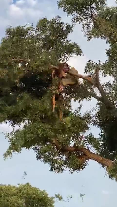 Lion vs Leopard fighting on tree