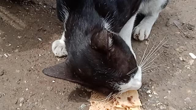 Hungry cat eating bread of my house.