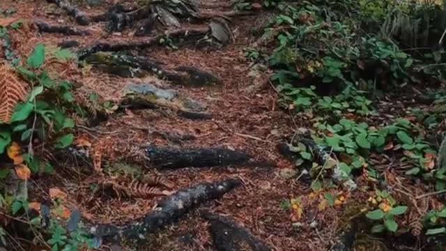 Cranberry Lake - Deception Pass State Park