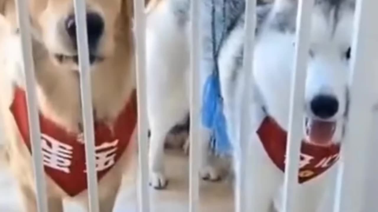 Funny dogs scared 😳🤣