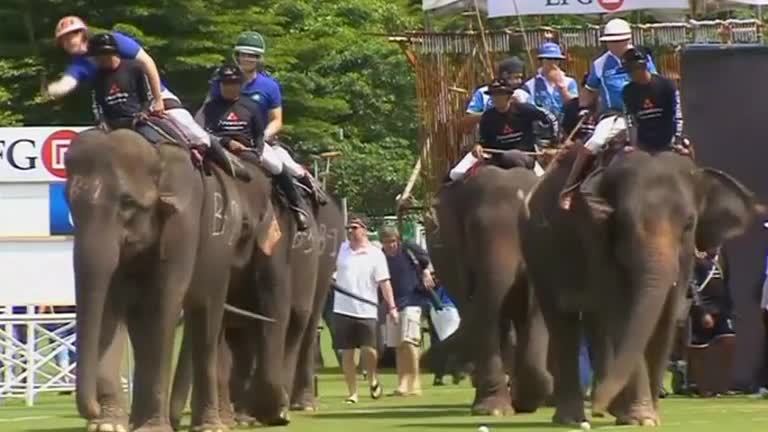 Elephants 'lovin' polo tournament