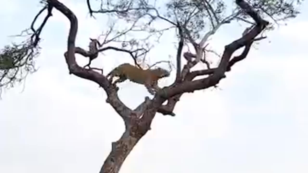 Leapords Hunts Monkey In a High -Stakes Treetop Chase